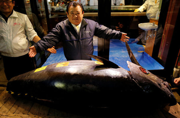 Sushi Tycoon Buys Giant Bluefin Tuna for 3.1 Million Dollars (PHOTOS)