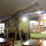 Patrons Rubberneck as Giraffe Saunters Through South African Restaurant