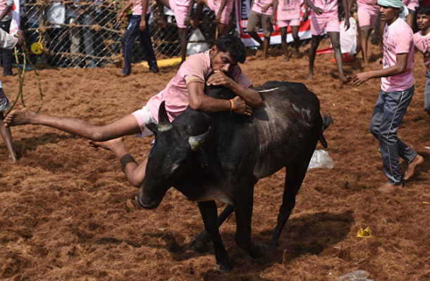 Traditional Indian Bull-Taming Event 'Jallikattu' Kicks Off (VIDEO)
