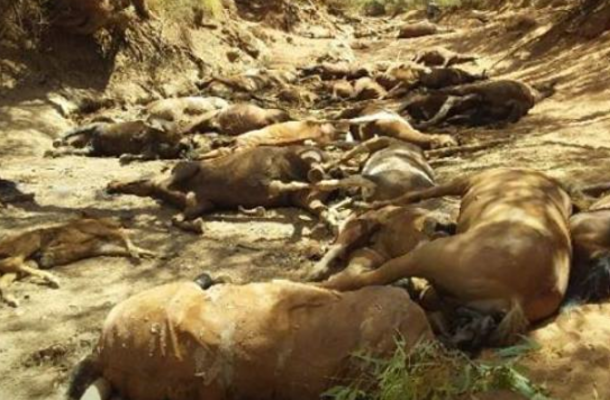 ‘Shocking Stuff’: Dozens of Horses ‘Perished’ in Australian Heatwave (PHOTOS)