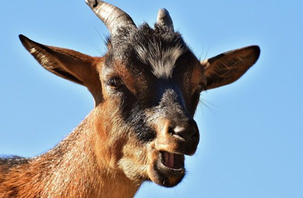 SHOCK as Twitter Co-Founder Says Zuckerberg 'Killed Goat With Laser Gun'
