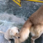 Wag the Dog: Golden Retriever Pup Tries to Catch Mother's Tail