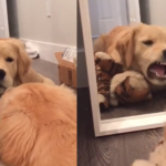 Golden Retriever Puppy’s Run-in With His Reflection