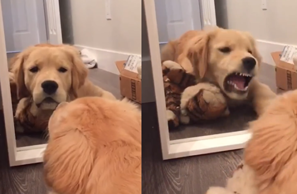 Golden Retriever Puppy’s Run-in With His Reflection