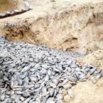 ‘Bacterial infection killed tilapia at Fujian Farm’