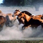 Argentina polo horse cloning faces controversy