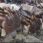 The donkey could become an endangered species in Nigeria