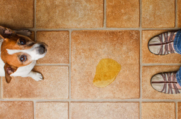 The ultimate guide to remove dog pee smell instantly