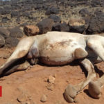 Kenyans mourn mass camel 'poisoning'