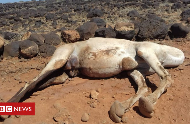 Kenyans mourn mass camel 'poisoning'