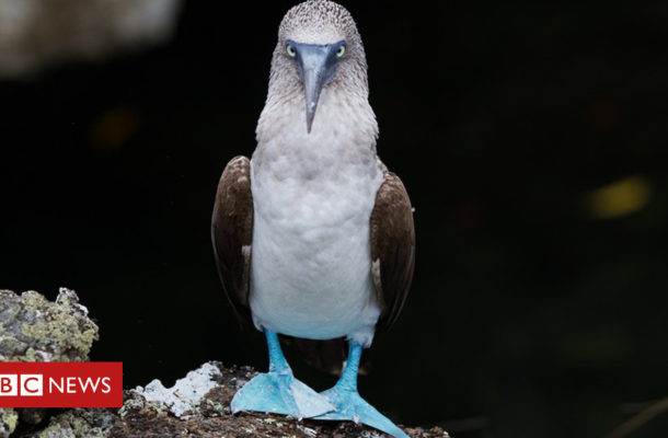 Drones help Galapagos tackle rat invaders