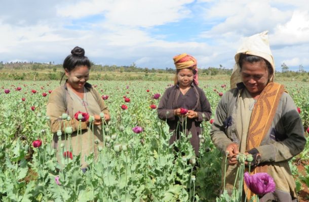 Myanmar cracking down on opium, but conflicts fuel drug trade