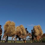 Ethiopia confirms legal teff 'war' with Dutch company over patent