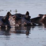 Anger over Zambia's plans to slaughter 2,000 hippos