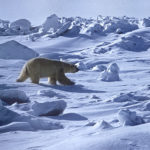 Russian Arctic Archipelago Declares Emergency Amid Polar Bear Invasion