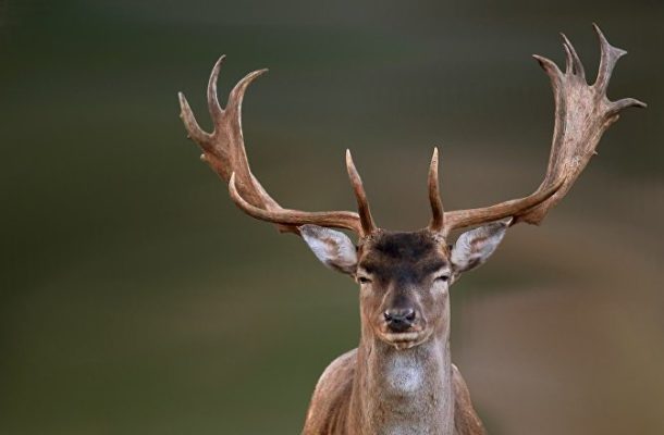 Deadly Brain-Wasting Deer Disease Could Infect Humans, Health Scientists Warn