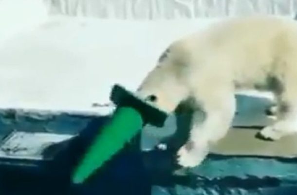 'Bored' Polar Bear Playing With Cone Dives Into Water