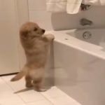 Tiny Golden Retriever Puppy Can't Climb Into Bathtub, Gives Up