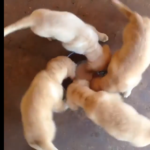 Eat and Run: Golden Retriever Pups Rush to Get All the Meals in the World