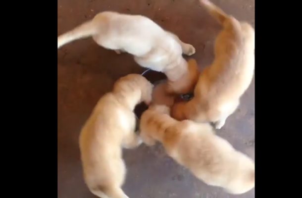 Eat and Run: Golden Retriever Pups Rush to Get All the Meals in the World