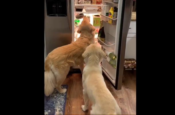 Divine Light From Beyond: Golden Retrievers Astonished by Refrigerator