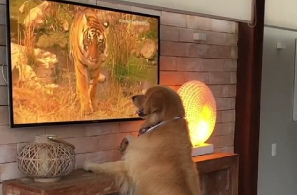 Best in Show: Curious Golden Retriever Watches Television