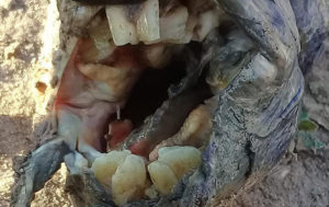 Strange Fish With Human Teeth Found in Argentinian River (PHOTOS)