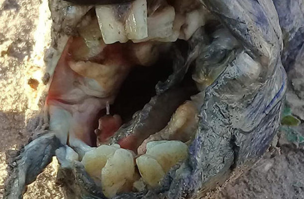 Strange Fish With Human Teeth Found in Argentinian River (PHOTOS)