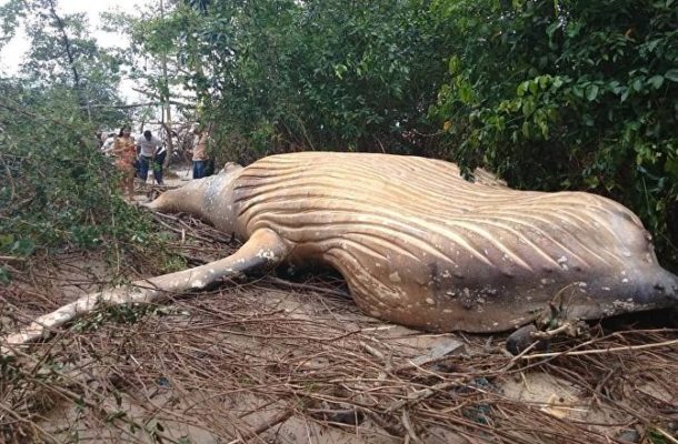 Mystery as Huge Dead Whale Found in Brazilian Jungle (PHOTOS)