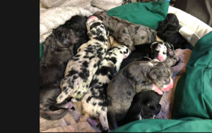 Never-Ending Puppies! 19 Great Dane Pups Delivered at US Animal Clinic (PHOTOS)