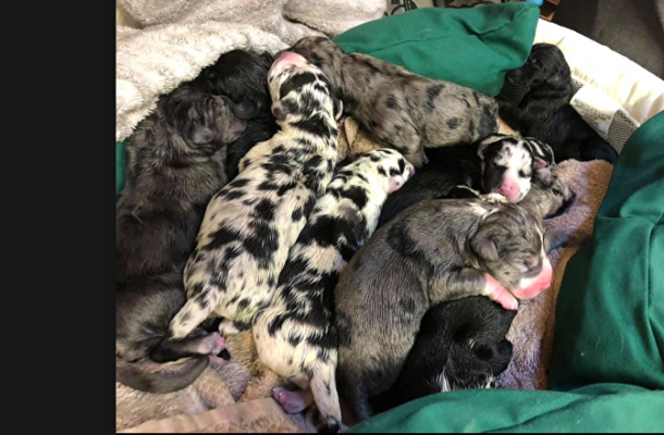 Never-Ending Puppies! 19 Great Dane Pups Delivered at US Animal Clinic (PHOTOS)