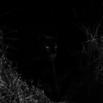 PHOTOS: Rare black leopard 'Black Panther" spotted in Africa for the first time in 100 years