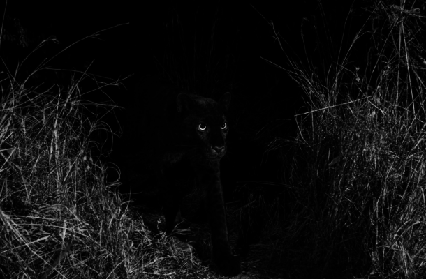 PHOTOS: Rare black leopard 'Black Panther" spotted in Africa for the first time in 100 years