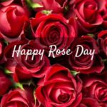 Happy Rose Day 2019: Wishes, messages, SMS, quotes, Facebook &amp; Whatsapp status