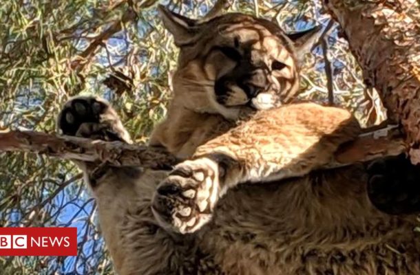 Firefighters 'rescue' lion from tree
