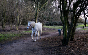 White Horse Wanders Frankfurt's Fechenheim District Every Day (PHOTOS)