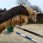 Bull in Show: Brilliant Bovine Shows Off Horse-like Hops