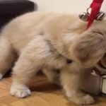 Potty Training Day: Golden Retriever Has Too Much Fun With Bells to Be Let Out