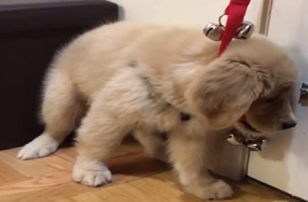 Potty Training Day: Golden Retriever Has Too Much Fun With Bells to Be Let Out
