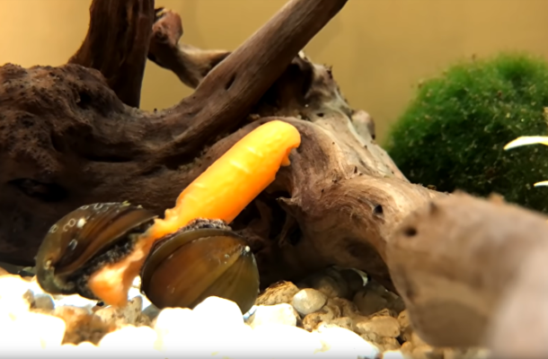 Snail Sisters Share Baby Carrot in Epic Snacking Session