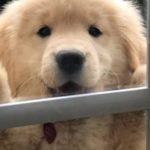 Knocking on Heaven's Door: Adorable Golden Retriever Pup Wants to Go Home