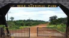 Forestry Commission begins counting animals in Mole Park