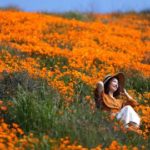 Tens of thousands converge on California 'poppy apocalypse'