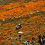 Super bloom tourists cause 'safety crisis'