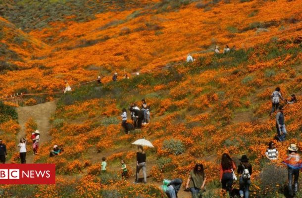 Super bloom tourists cause 'safety crisis'