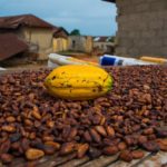 Ghana and Cote d’Ivoire set minimum price of cocoa at$2,600