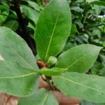 10+ health benefits of bitter leaf you can get