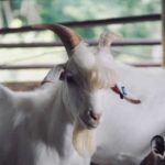 Handsome goat goes viral online for looking like a k-pop star