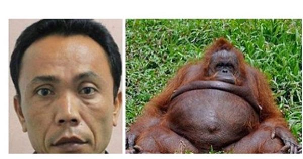 Zoo keeper impregnates female Orangutan-Baboon
