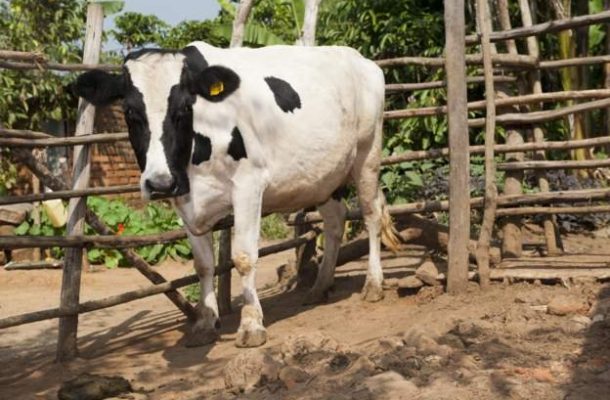 Ugandan cows 'to get birth certificates'